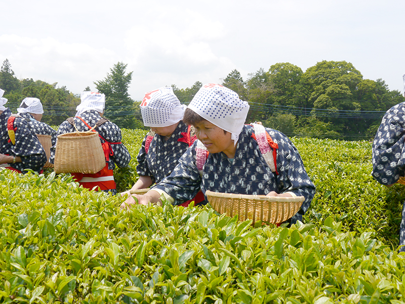 お茶摘みバスツアー