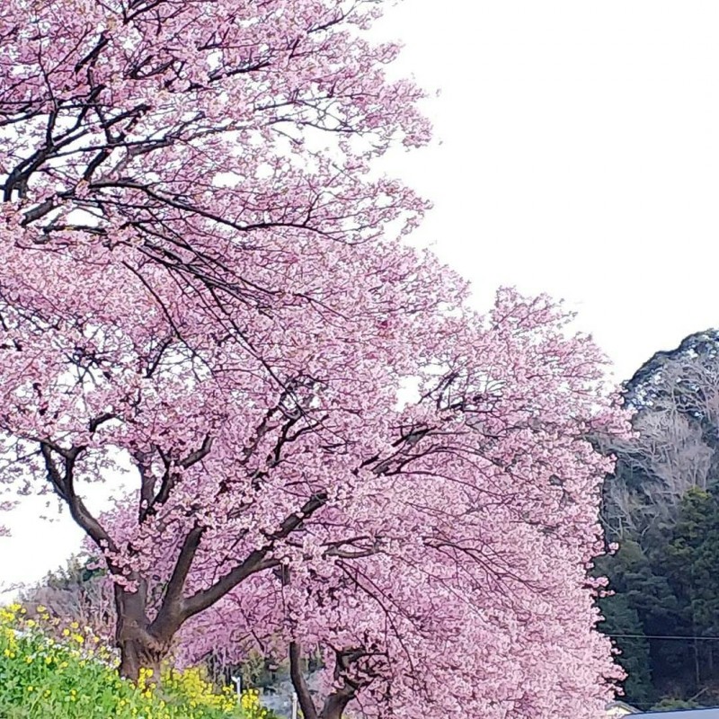 １月２９日ブログ画像河津桜 (1)