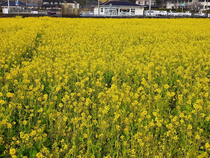 画像3　210224ブログ南の菜の花