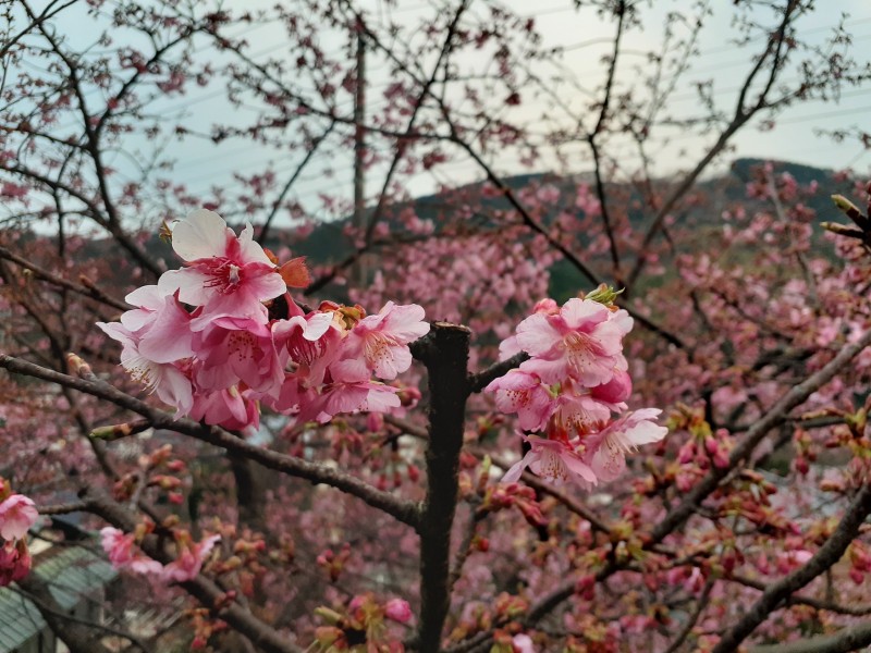 画像1　0224ブログ飯高家桜