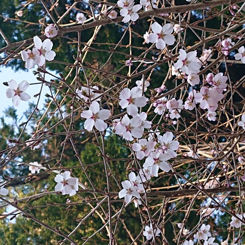 桜の開花と食事のご案内 山中湖 クラブからのお便り 公式 サンダンス リゾートクラブ会員サイト