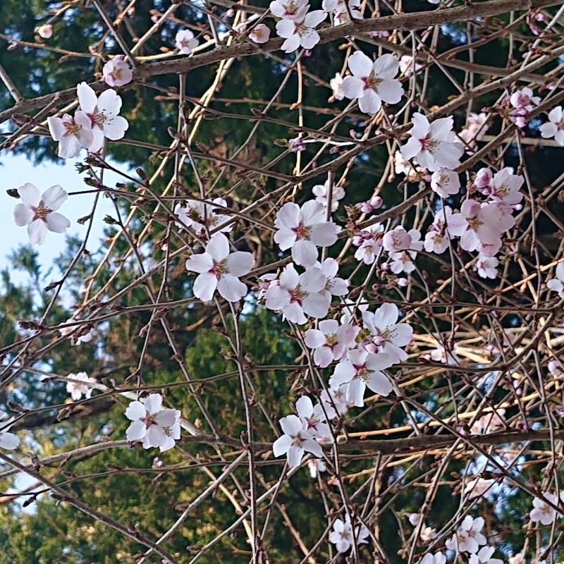 桜