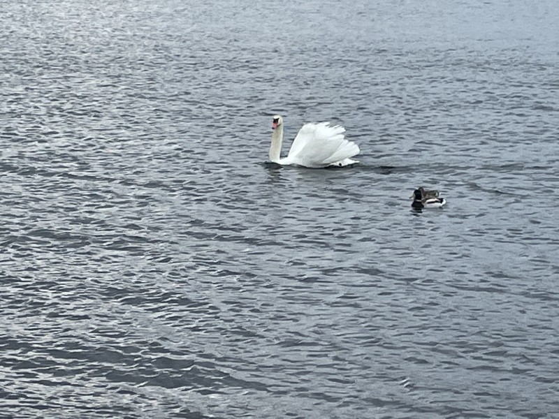 白鳥ふわふわ