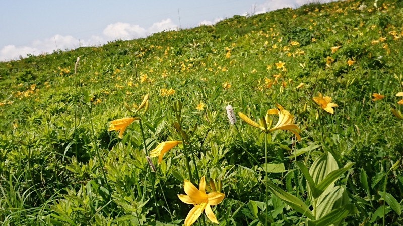 ブログ蓼科7月15日掲載車山肩