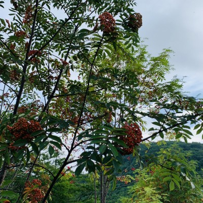 秋の気配?