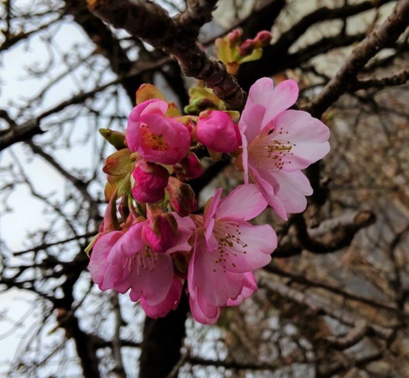 Photo2河津桜2022