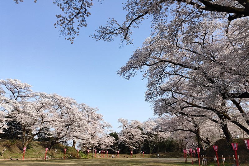 大田原市さくら祭画像