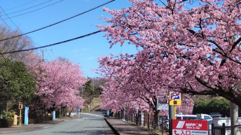 photo大寒桜