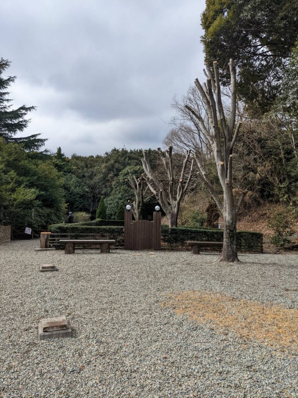 画像３庭木