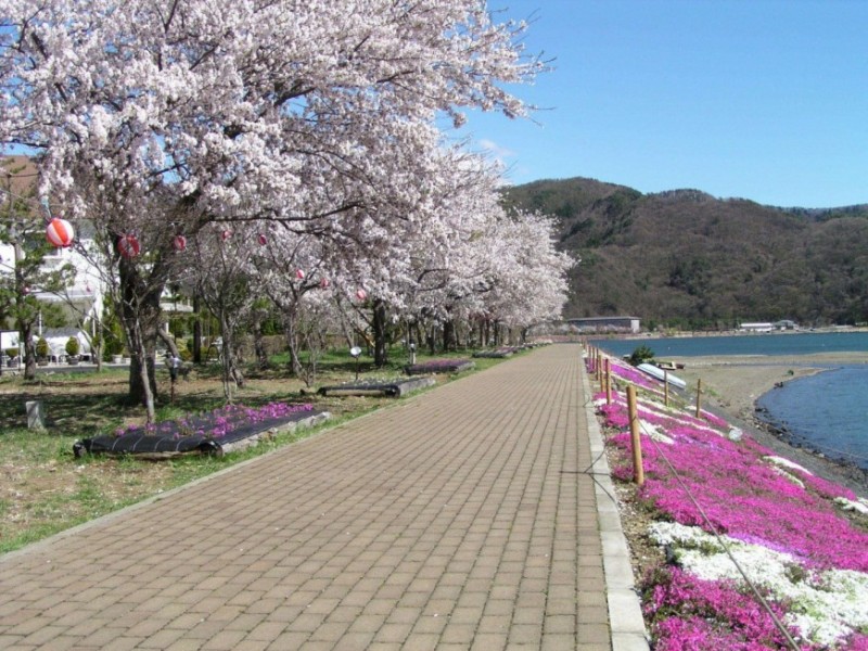 桜