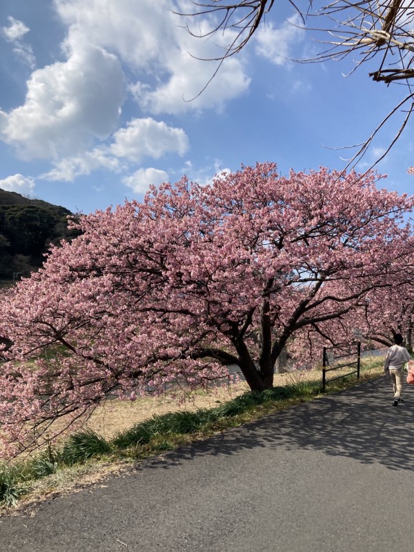 さくら２
