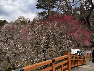 画像?　梅開花情報 (2)