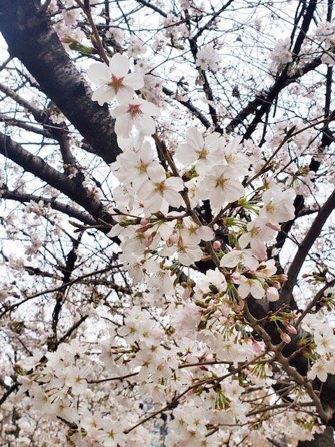 Photo3 桜並木通り