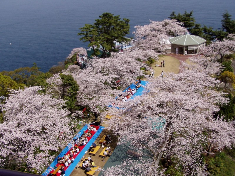画像①　熱海城　桜祭り