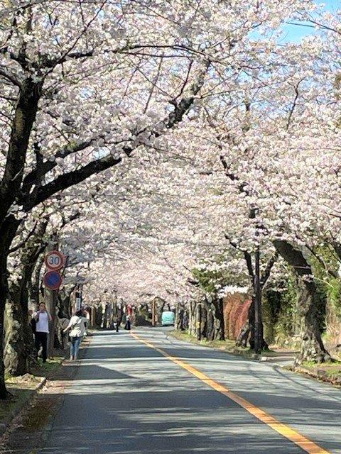 Photo2 桜並木通り