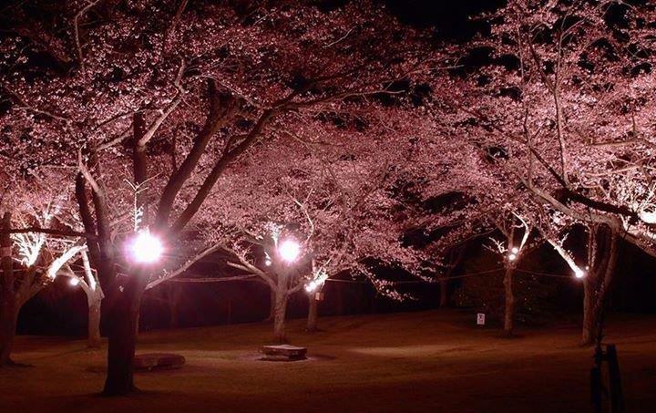 Photo4 夜さくら桜の里