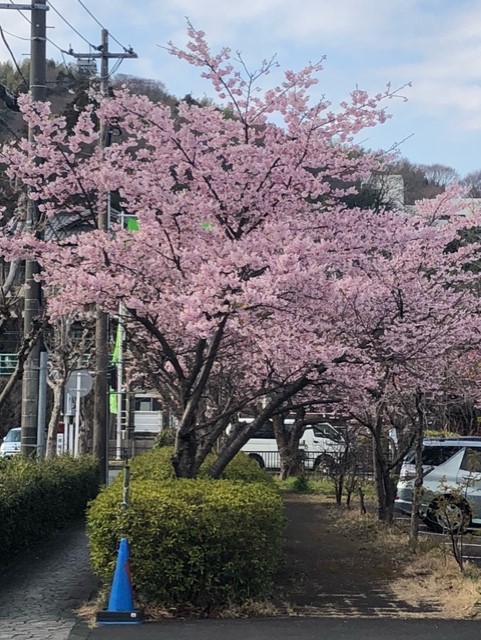 桜画像1