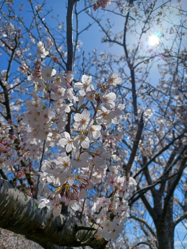 4月2日ブログ画像１